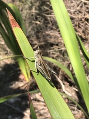 Eyprepocnemis plorans meridionalis
