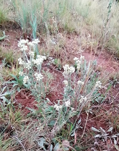 Image of Helichrysum rugulosum by (c) Hildegard Klein, some rights reserved (CC BY)