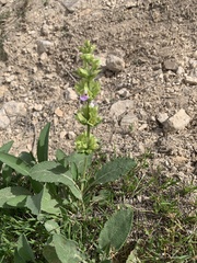 Salvia absconditiflora