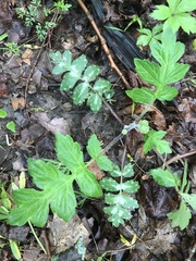 Hydrophyllum macrophyllum