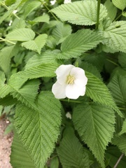 Rhodotypos