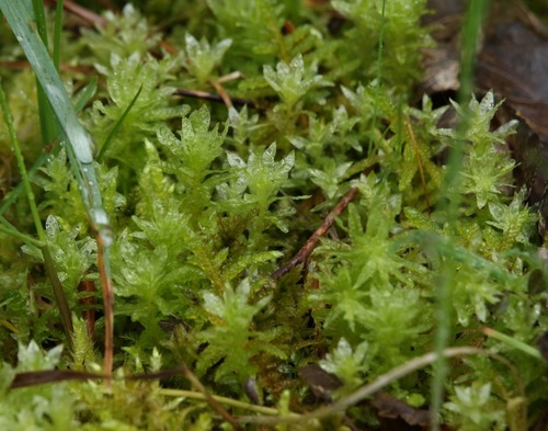 Vingialapė lapūnė nuotrauka