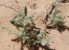 Cryptantha crassisepala