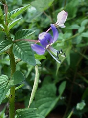 Cleome rutidosperma