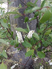 Prunus padus