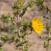 Horrid African Thistle - Photo (c) Tony Rebelo, some rights reserved (CC BY-SA), uploaded by Tony Rebelo