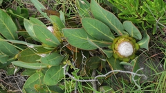 Protea foliosa