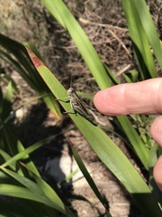 Eyprepocnemis plorans meridionalis