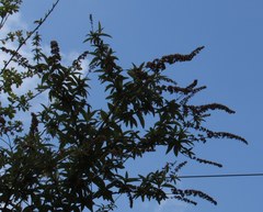 Buddleja davidii