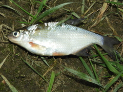 Blicca bjoerkna
