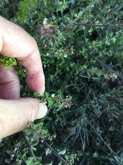 Muraltia orbicularis