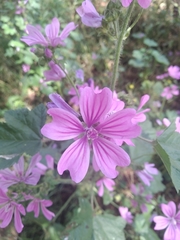 Malva sylvestris