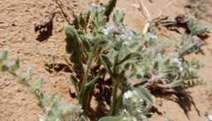Cryptantha crassisepala