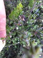 Muraltia orbicularis