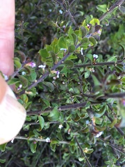 Muraltia orbicularis