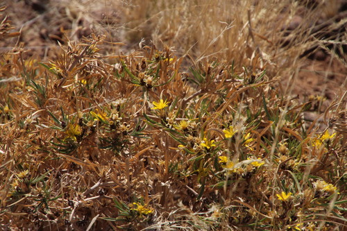 Image of Geigeria pectidea by (c) Tony Rebelo, some rights reserved (CC BY-SA)