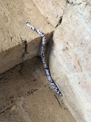 Amphisbaena fuliginosa bassleri