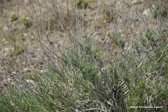 Gypsophila struthium