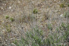 Gypsophila struthium