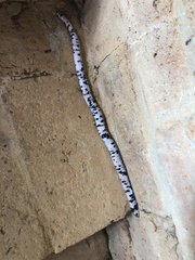 Amphisbaena fuliginosa bassleri