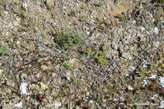 Helianthemum ledifolium