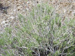 Gypsophila struthium