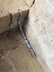 Amphisbaena fuliginosa bassleri