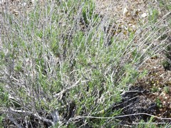 Gypsophila struthium