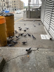 Columba livia domestica