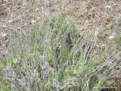 Gypsophila struthium
