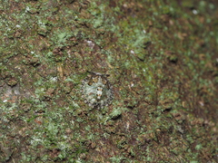 Phyllomegacopta majuscula