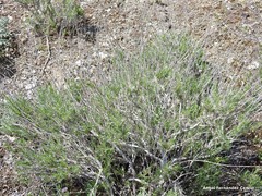 Gypsophila struthium
