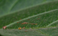 Pneustocerus gravelyi