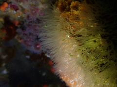 Antennella