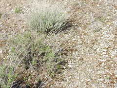 Gypsophila struthium