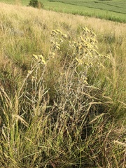 Helichrysum pannosum
