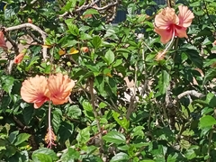 Hibiscus