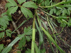 Dactylis glomerata lobata
