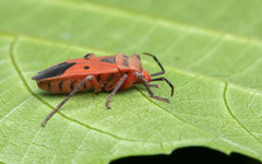 Physopelta slanbuschii