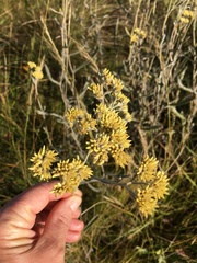 Helichrysum pannosum