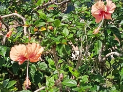 Hibiscus