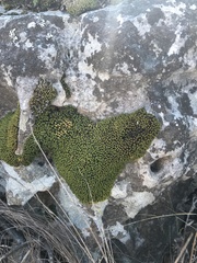 Hypodontium pomiforme