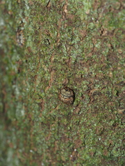 Phyllomegacopta majuscula