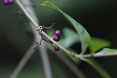 Callicarpa dichotoma