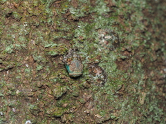 Phyllomegacopta majuscula