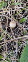 Marasmius oreades