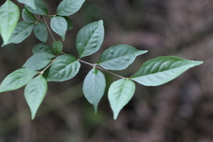 Callicarpa dichotoma