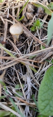 Marasmius oreades