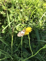 Acraea cabira