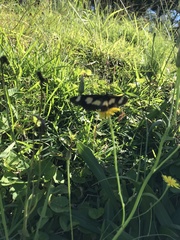 Acraea cabira